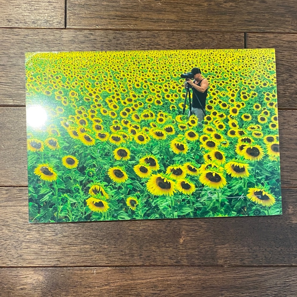 Sunflower Field Photograph Print in Vibrant Yellow and Green